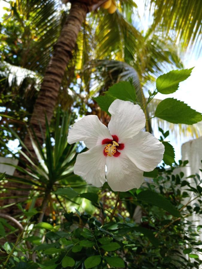 Casa Palma Beach House Brisas de Zicatela 外观 照片